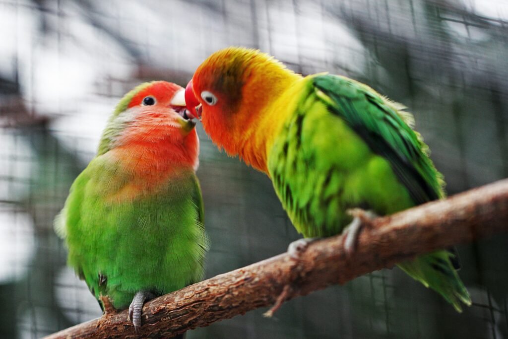 Lovebirds make good pets?