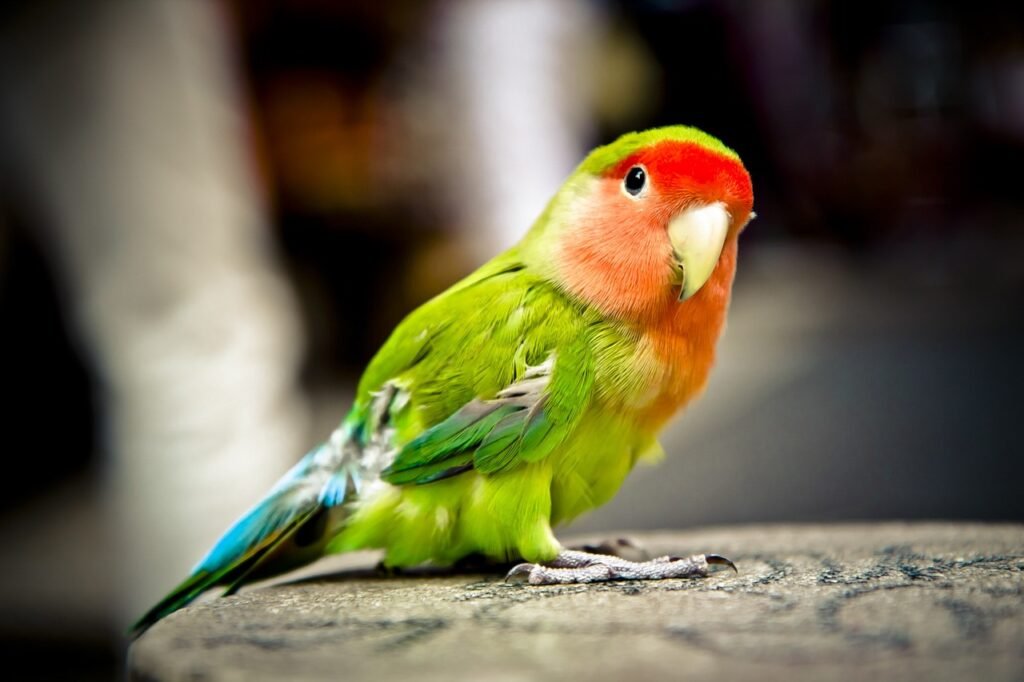 Avian Retreats Love Bird