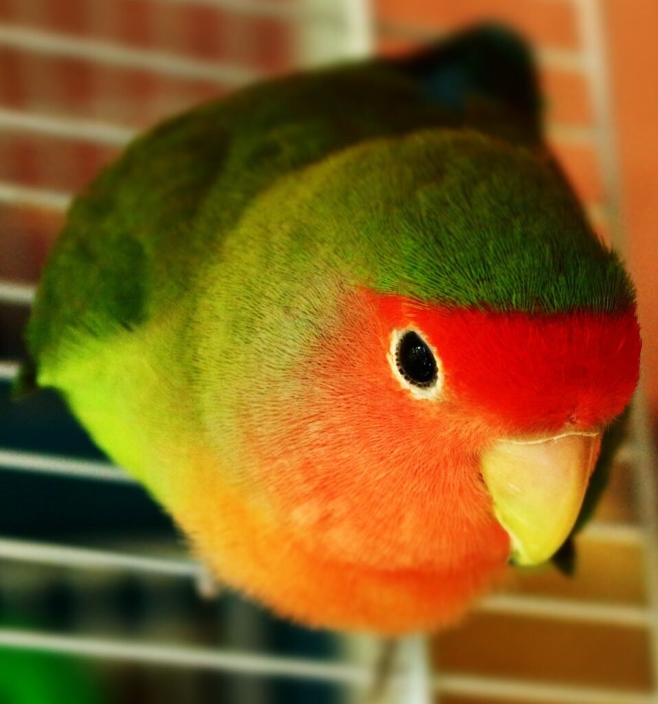Avian Retreats - Lovebird