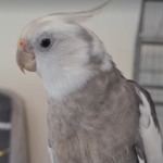 Avian Retreats - White Face Cockatiel