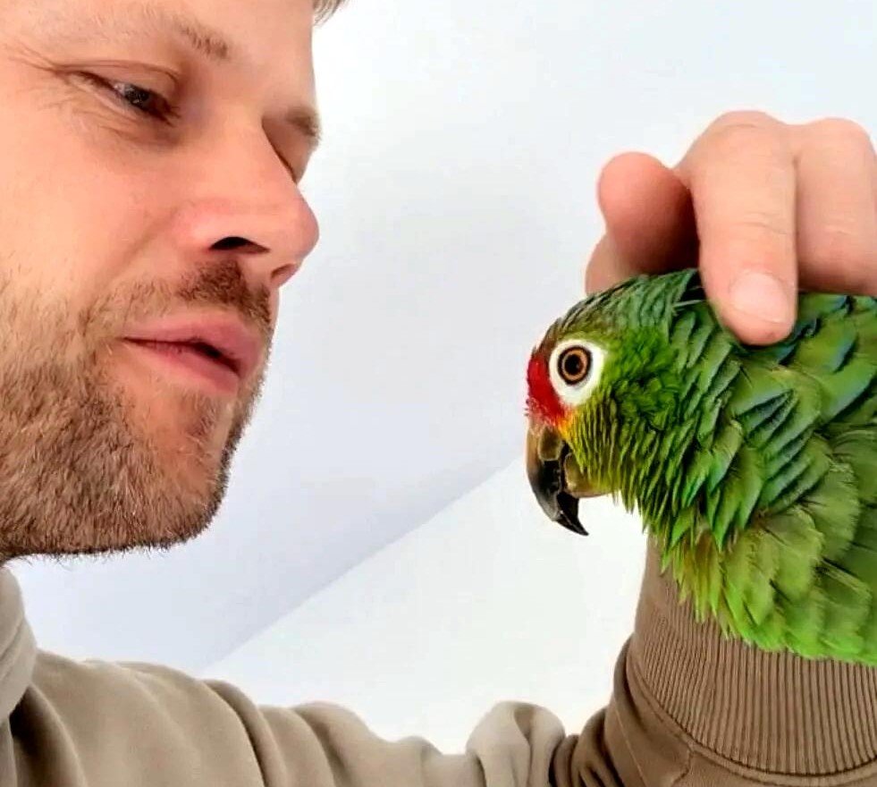 Avian Retreats Therapy Parrot